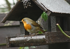 F-Rotkehlchen-Futterhaus-49.jpg